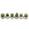 Mini succulente