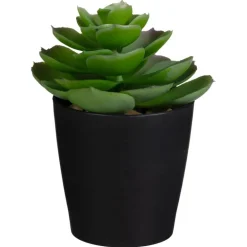 Mini succulente dans pot noir