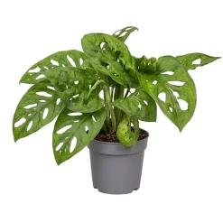 Monstera pot 5,5cm h25