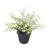 Muguet en pot