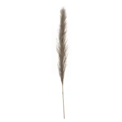 Pampa 145cm