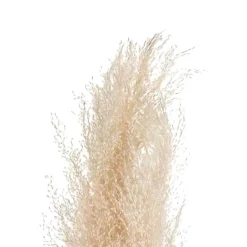 Pampa naturel x3 h110cm