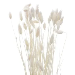 Phalaris 50cm
