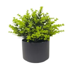 Plante en pot