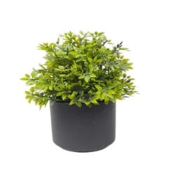Plante en pot