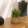 Plante panier jiling