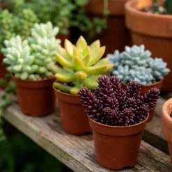 Sedum pot 8,5cm h10