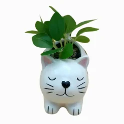 Succulente chat