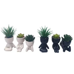 Succulente en pot