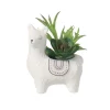 Succulente lama