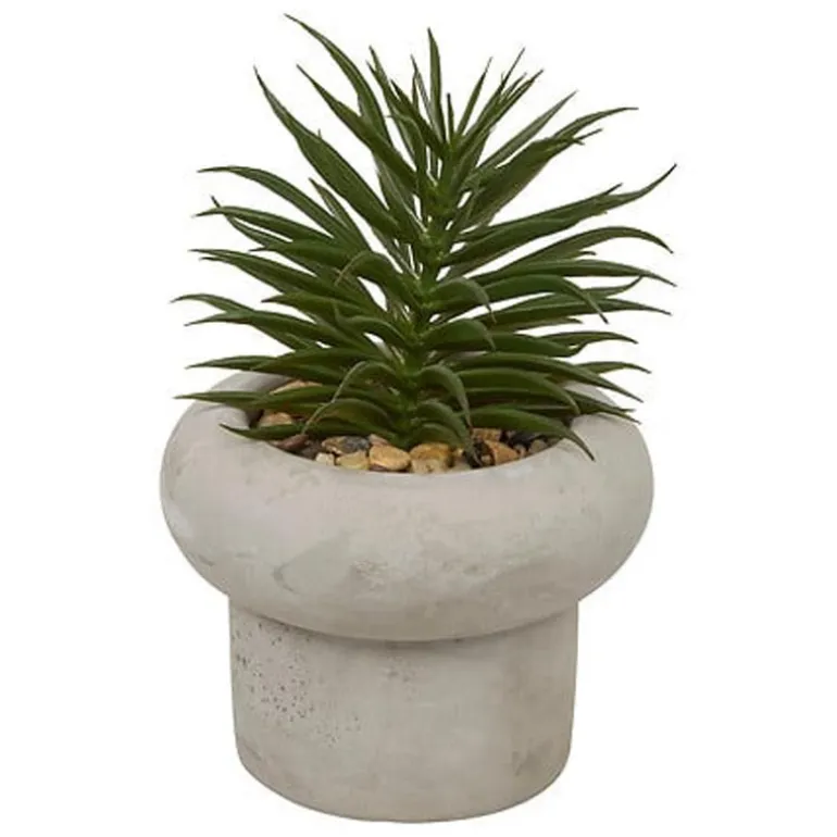 Succulente pot beton