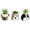 Succulente pot chien