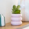 Succulente pot cotele