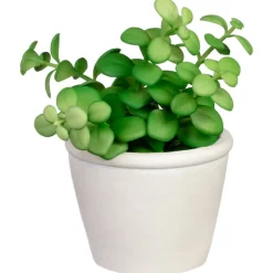 Succulente pot texture