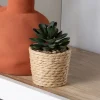 Succulente pot tresse
