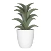 Succulent ou cactus en pot