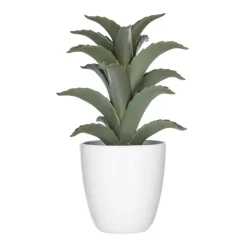 Succulent ou cactus en pot