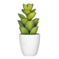 Succulent ou cactus en pot