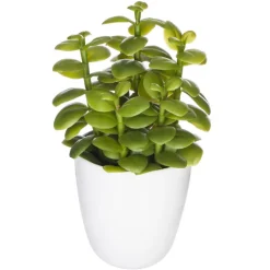 Succulent ou cactus en pot