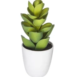 Succulent ou cactus en pot