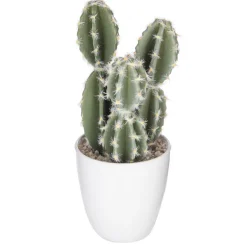 Succulent ou cactus en pot