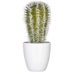 Succulent ou cactus en pot