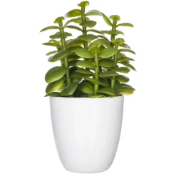 Succulent ou cactus en pot