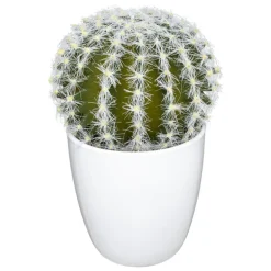 Succulent ou cactus en pot