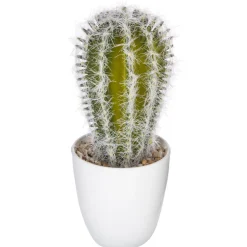 Succulent ou cactus en pot