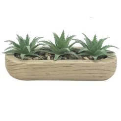 Trio succulentes