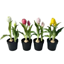 Tulipes en pot