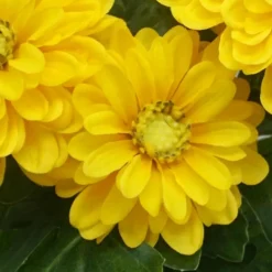 Zinnia artificiel en pot